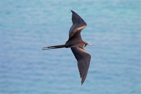 Flying Over The Frigate Bird Photograph By Cavan Images Fine Art America