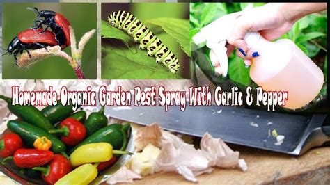 How To Make Homemade Organic Garden Pest Spray With Garlic And Pepper