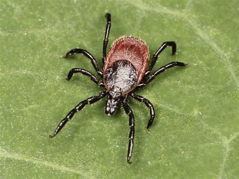 Risk Of Tick Borne Disease On Local Trails Surprisingly High