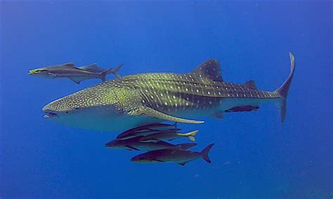 Maybe you would like to learn more about one of these? Kenali Fisiologi Ikan Cobia - Umpan
