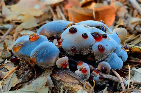 The bleeding tooth fungus is a species of fungus known by the scientific name hydnellum peckii. Hydnellum caeruleum (a species of "bleeding tooth ...