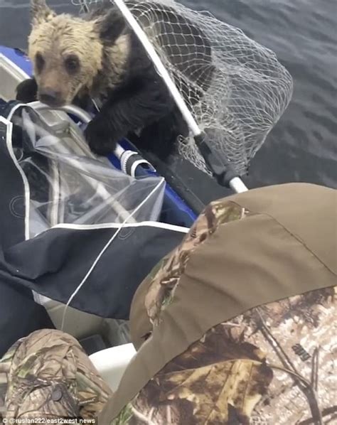 Brave Fishermen Rescue Two Bear Cubs From Drowning In A Lake Kingdoms Tv
