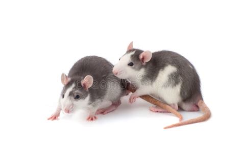 Two Cute Gray White Rats On A White Background Close Up Stock Image