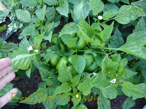 When not developing and fundraising, david is a pretty talented actor and. From Seed To Table: Pepper and Eggplant Update