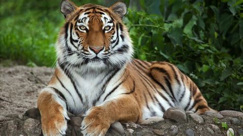 Endangered Tigers Making A Remarkable Comeback Bbc News