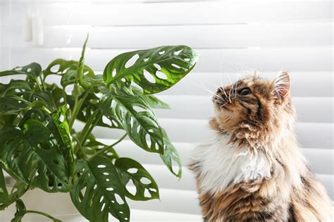 15 Plants Safe For Cats And 15 Highly Toxic Plants To Avoid Petfolk