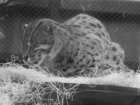 Fishing Cat Smithsonian National Zoo Andrew King Flickr