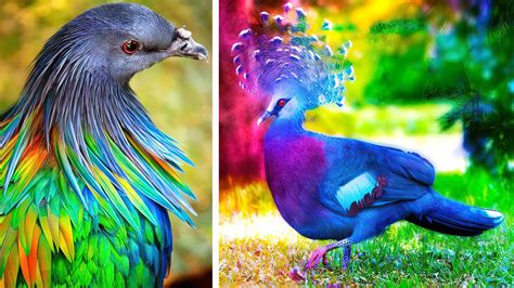 Most Beautiful Birds In The World Simply Amazing Stuff
