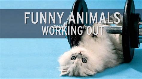 Funny Animals Working Out Youtube
