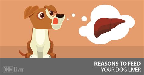 As the disease progresses, some symptoms start to arise, such as: Why You Need To Feed Your Dog Liver - Dogs Naturally Magazine