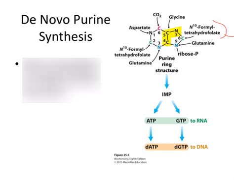 De Novo Purine Synthesis Diagram Quizlet
