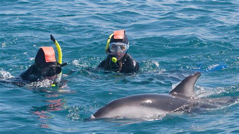 Kaikoura Dolphin Swim Tour Epic Deals And Last Minute Discounts