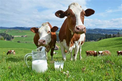 Diferencias Entre Leche De Vaca Y La Artificial Agrotec