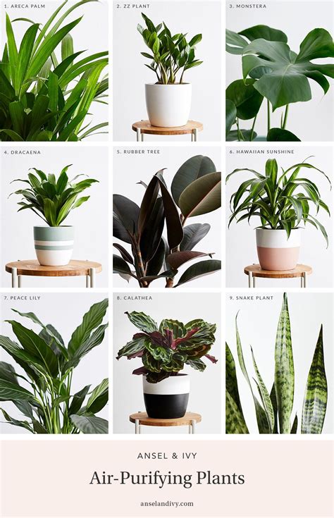 25 Best Indoor Houseplants For Air Purification Of All Time To Fit Your