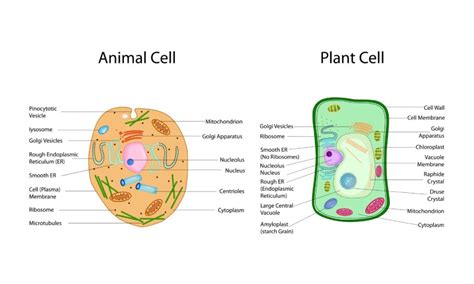 10 Perbedaan Sel Hewan Dan Tumbuhan Yang Paling Tepat