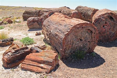 3 Largest Petrified Forests In The World Rock Seeker