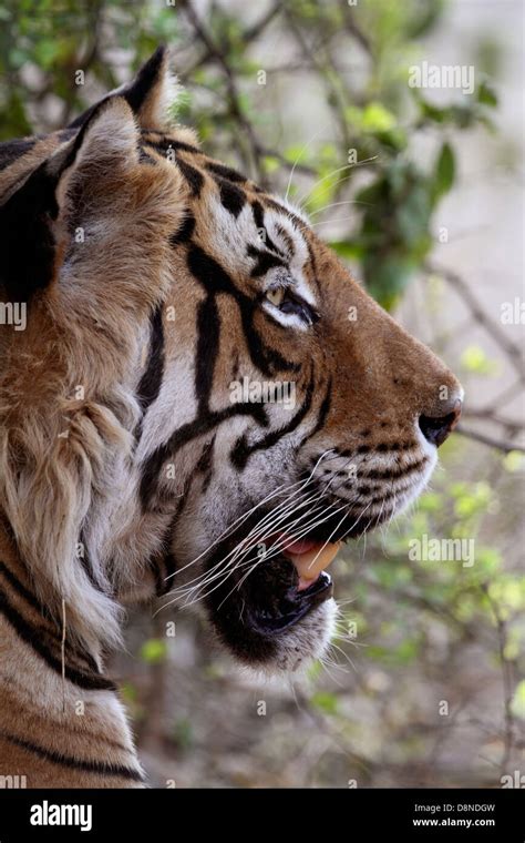 Portrait Of A Tiger Stock Photo Alamy
