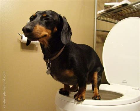 Funny Weiner Dog Dog Breeds Wallpapers Funny Dachshund Dachshund