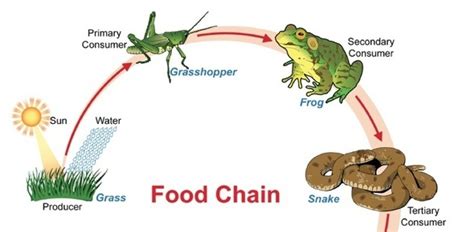 A Terrestrial Food Chain That Includes Four Feeding Levels Juventu