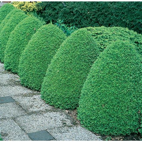 Maybe you would like to learn more about one of these? Shop 3.25-Gallon Common Boxwood Foundation/Hedge Shrub ...