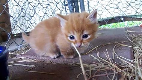 Adorable Orange Munchkin Kitten 2 24 12 Youtube