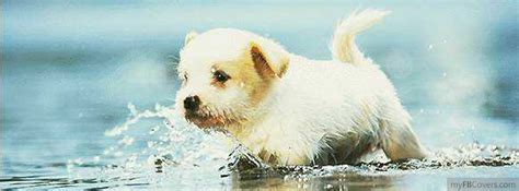 Pets And Animals Facebook Covers Myfbcovers