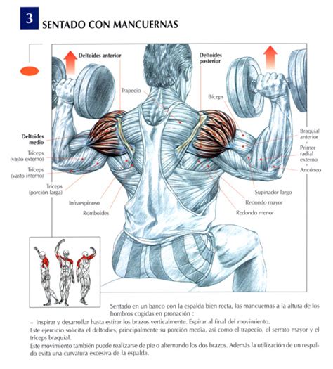 ¡pon en práctica esta rutina de ejercicios con mancuernas para hacer en casa! Acondicionamiento Fisico: Ejercicios para hombro