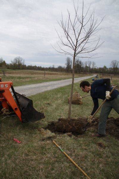 Tree Planting Services Logan Tree Experts Peterborough