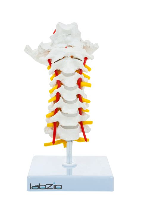 Buy Labzio Cervical Vertebrae With Occipital Nerve With Spinal Cord