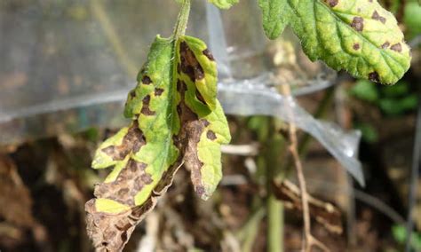 Leaf Spot Septoria Disease Chrysanthemum A Royalty Free Image Of Leaf