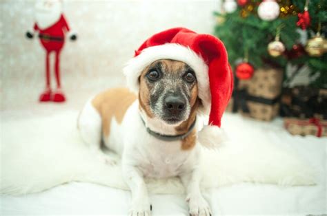 Premium Photo Cute Dog With Santa Hat In Room Decorated Forchristmas