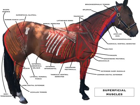 Equine Anatomy Muscles
