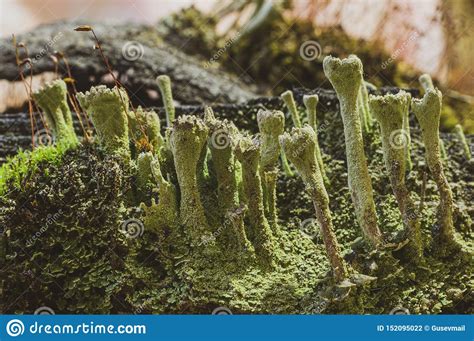 Close Up Of Various Lichens Moss Mushrooms Stock Photo Image Of