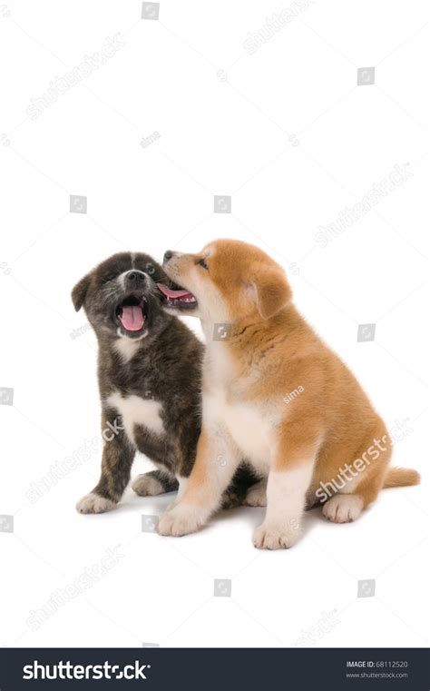 Two Akita Inu Puppies Dogs On White Background Stock Photo 68112520