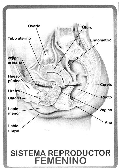 Pinto Dibujos Partes Del Sistema Reproductor Femenino Para Colorear