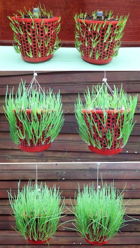 Brilliant Ideas How To Grow Onions In Plastic Baskets Easy For