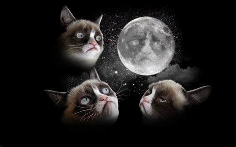 Cats On The Moon Wallpapers Wallpaper Cave