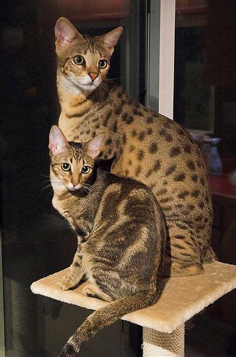 Feed your pet with raw. Pin on *Savannah Cats*