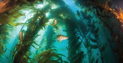 Embrace Kelp Forests In The Coming Decade Science