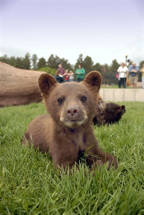 Maybe you would like to learn more about one of these? Bear Country USA in Rapid City, South Dakota. Bears walk ...
