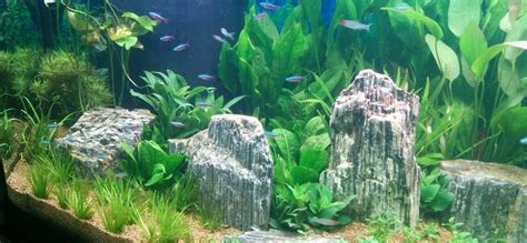 See more ideas about style, natural style, fashion. Dutch vs Nature Style Planted Aquariums - Discus.com