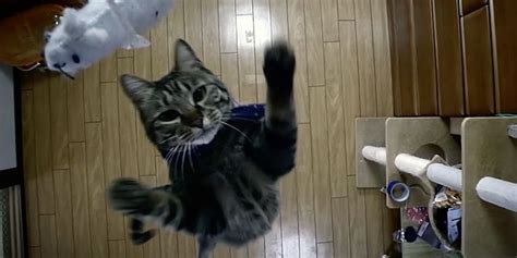 How High Can A Munchkin Cat Jump Munchkin Kitten Store