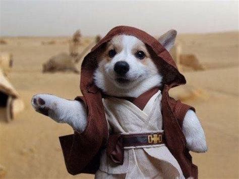 Corgi Wan Kenboi Aww Star Wars Dog Costumes Funny Dog Pictures