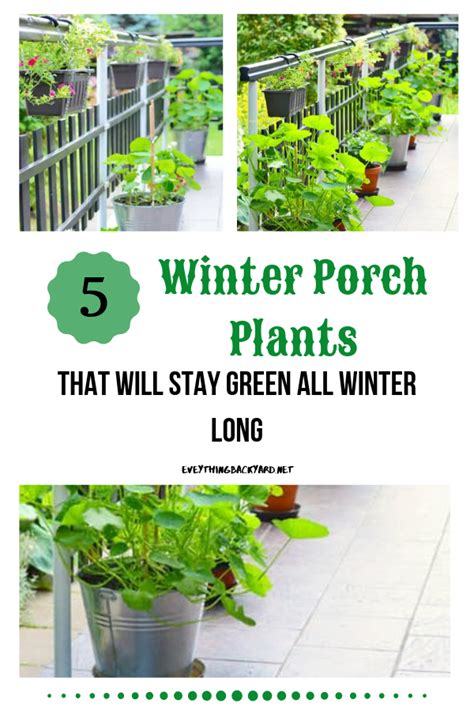 5 Winter Porch Plants That Will Stay Green All Winter Long Porch