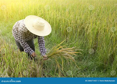 Woman In Checkered Shirt Wear Hat Holding Sickle To Cut Rice Stock Image Image Of Checkered