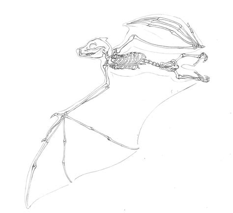 Flying Fox Skeleton By Lacie Lady Lynx On Deviantart