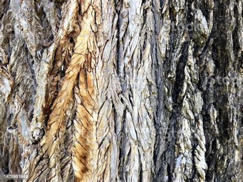 Elm Tree Bark Closeup Stock Photo Download Image Now Rough