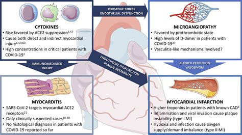 Elevated Troponin In Patients With Coronavirus Disease Possible