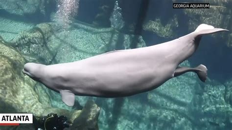 Baby Beluga Whale Born At Georgia Aquarium International Times Of