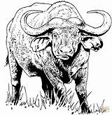 Buffalo Coloring African Printable Cape Pages Drawing Water Drawings Kids Animal Color Template Colouring Supercoloring Skull Print Crafts Sketch Adult sketch template